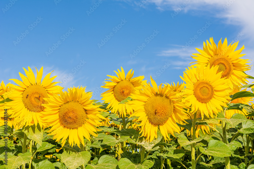 Beautiful sunflowers on the field in sunny day