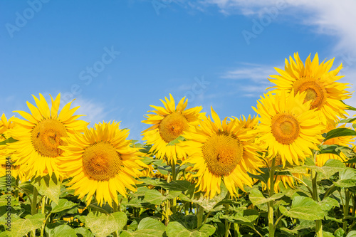 Beautiful sunflowers on the field in sunny day