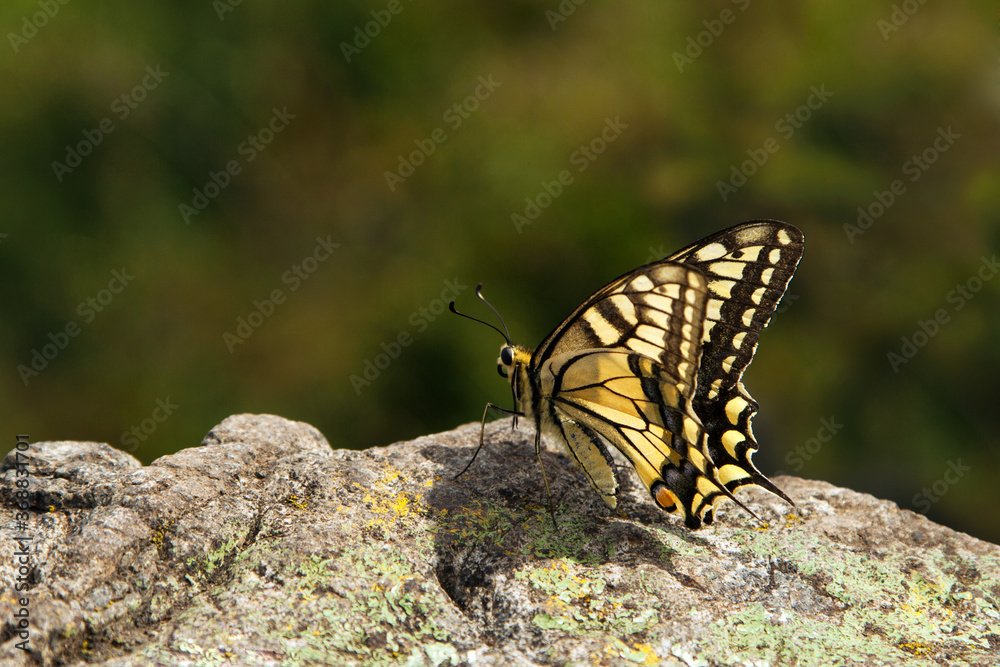 The swallowtail (lat. Papilio machaon) is a diurnal butterfly from the family of sailboats or Cavaliers (lat. Papilionidae). The swallowtail (lat. Papilio machaon) is a diurnal butterfly from the family of sailboats or Cavaliers (lat. Papilionidae).