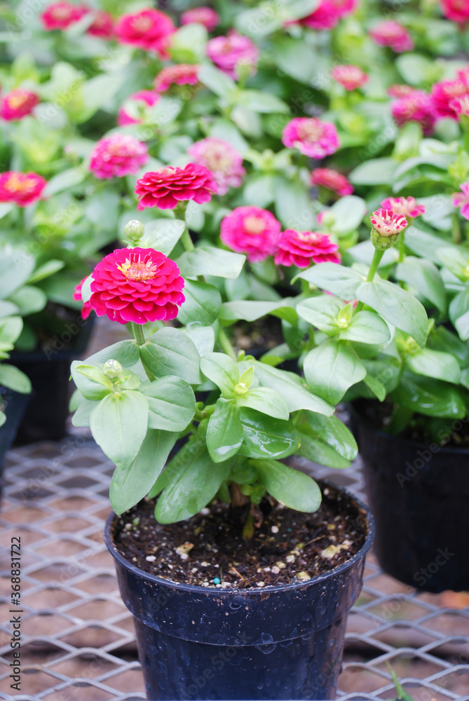 Zinnia growing in a pot with a shallow focus, dwarf zinnia Zinnia growing in a pot with a shallow focus, dwarf zinnia