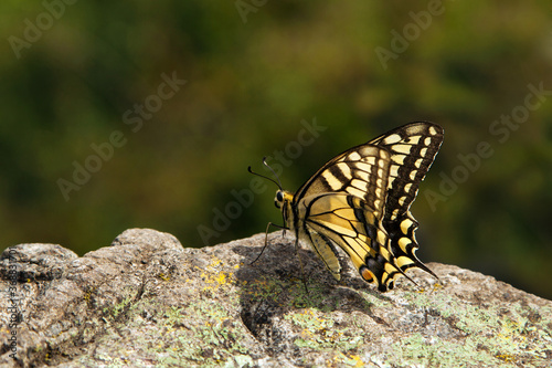 The swallowtail (lat. Papilio machaon) is a diurnal butterfly from the family of sailboats or Cavaliers (lat. Papilionidae). © tattykasatkin