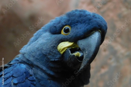 blue and yellow macaw ara ararauna © Karolna