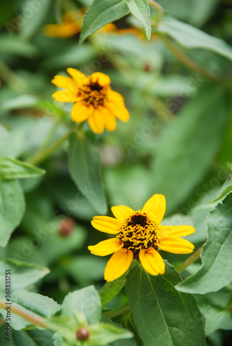 Zinnia growing in a pot with a shallow focus  dwarf zinnia