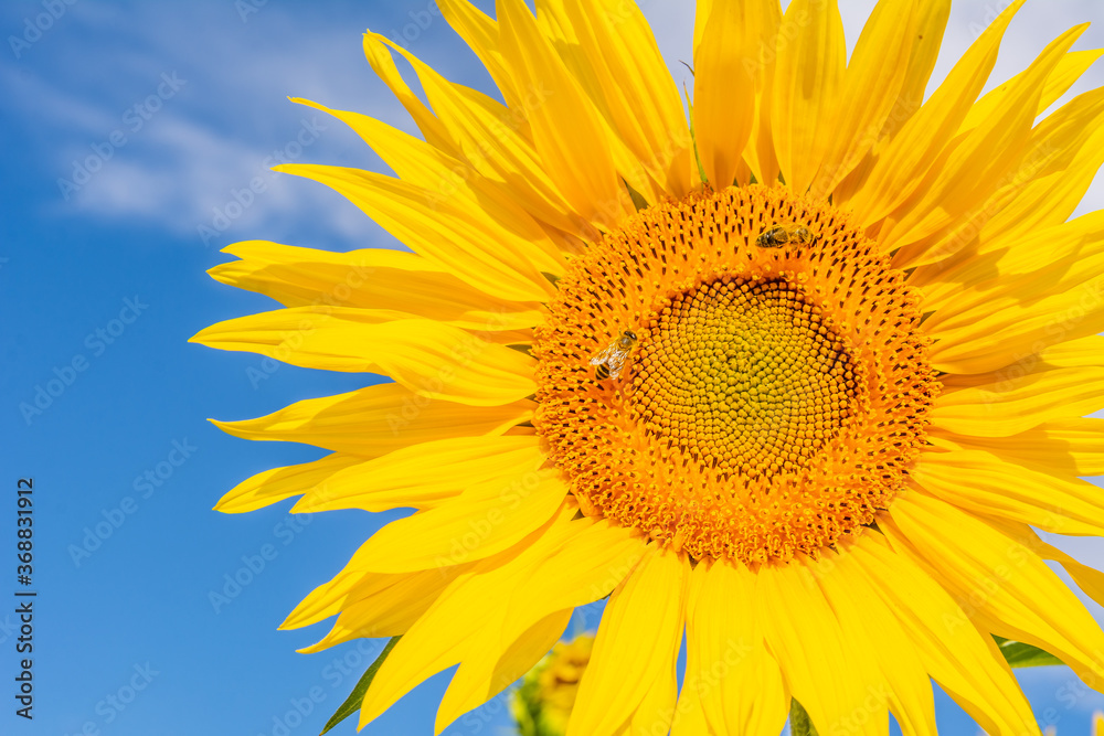 Beautiful sunflowers on the field in sunny day
