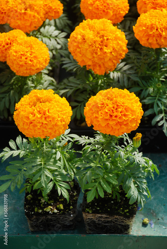Marigolds Orange Color (Tagetes erecta, Mexican marigold) © YuiYuize
