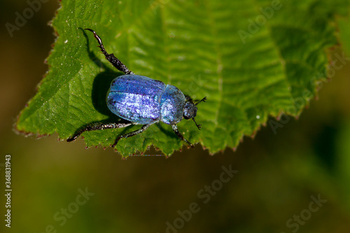 Hoplia coerulea, blue metallized beetle on the green leaf, Barcelona, Spain © Carlos