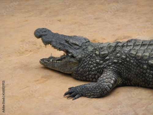 Crocodile photo