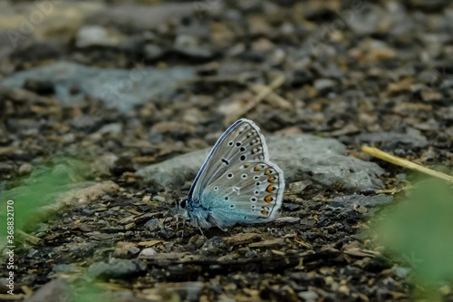 butterfly on the rocks