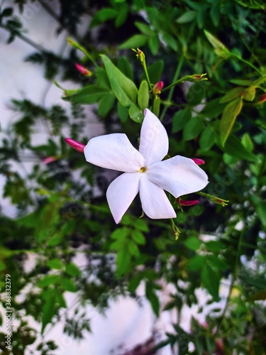 pink frangipani flower