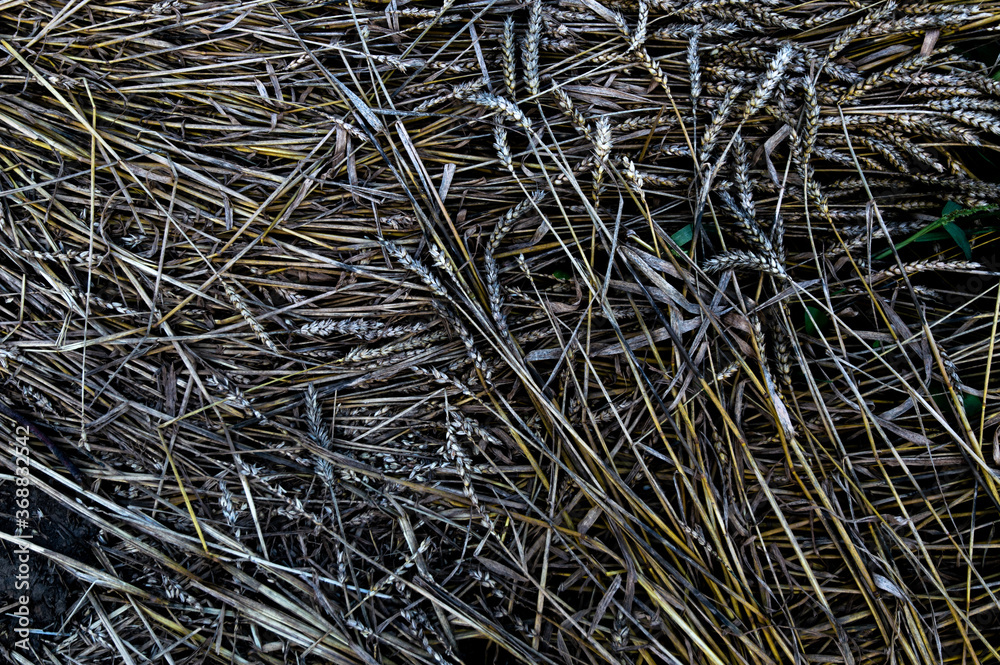 loss of wheat harvest: many ears of ripe grain lie on the ground, rot and mold loss of wheat harvest: many ears of ripe grain lie on the ground, rot and mold