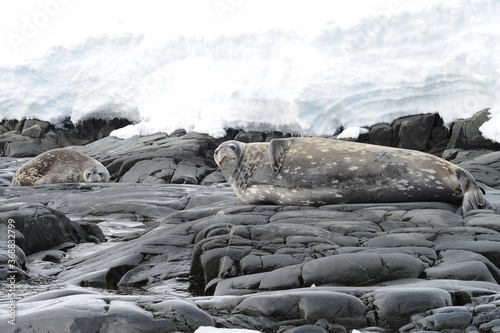 The leopard seal (Hydrurga leptonyx) is the second largest species of seal in the Antarctic photo