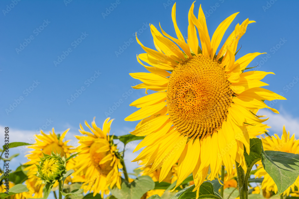 Beautiful sunflowers on the field in sunny day