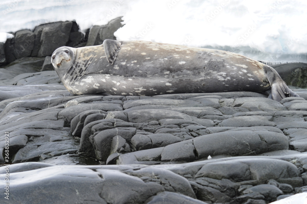 The leopard seal (Hydrurga leptonyx) is the second largest species of ...