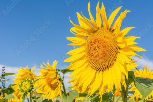Obraz na płótnie Beautiful sunflowers on the field in sunny day w salonie