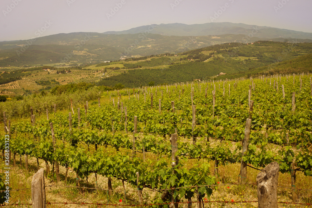 Weinreben Weinreben