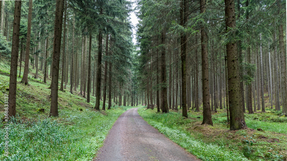Wanderweg im Thüringer Wald bei Luisenthal Wanderweg im Thüringer Wald bei Luisenthal