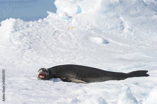 The leopard seal (Hydrurga leptonyx) is the second largest species of seal in the Antarctic