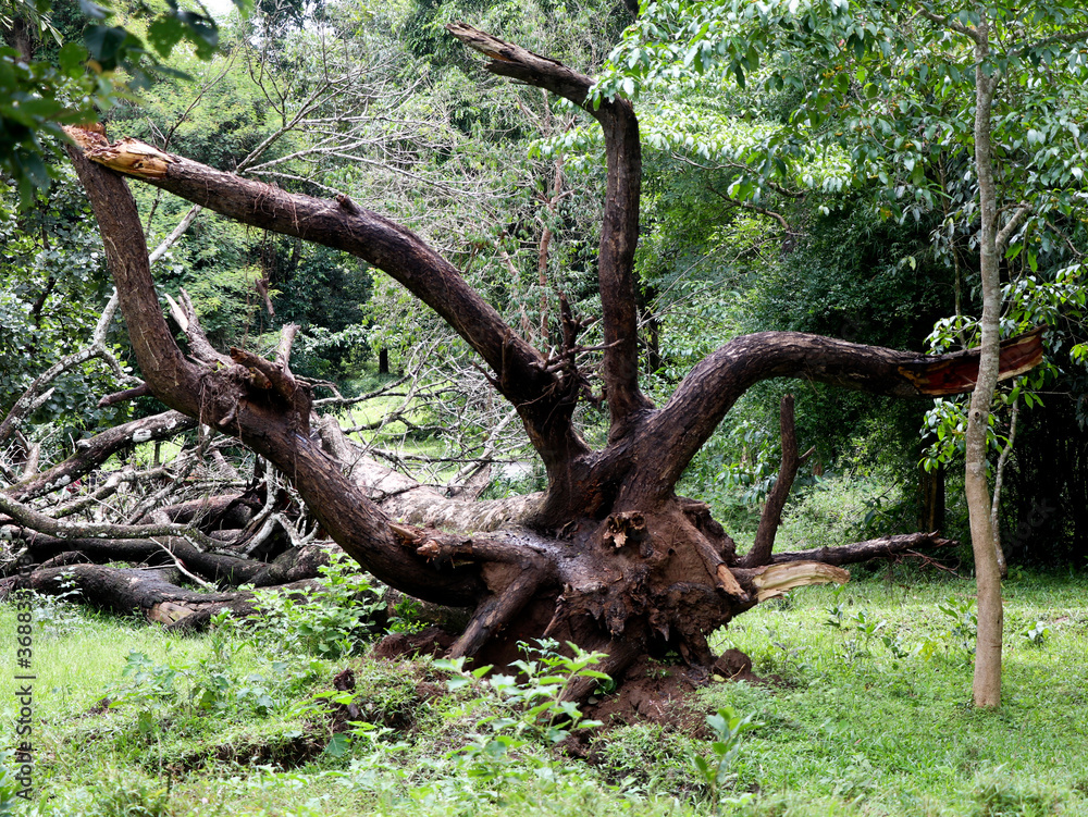 Fototapeta premium Large roots and branches of a fallen tree