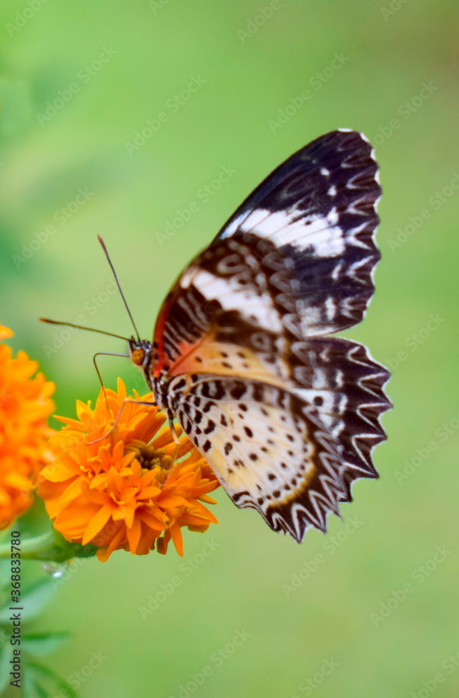 Naklejka Black and white butterfly with marigold flowers.