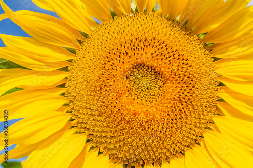 Obraz na płótnie Beautiful sunflowers on the field in sunny day w salonie