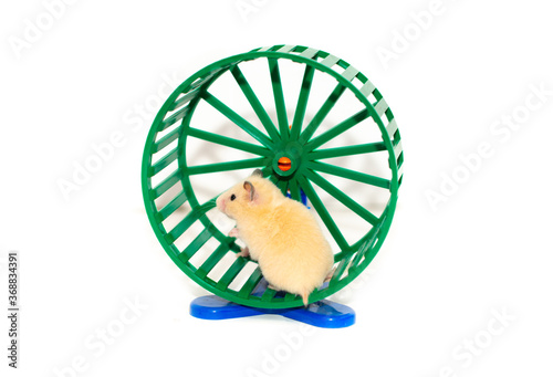 Hamster on a running wheel on a white background isolated. photo