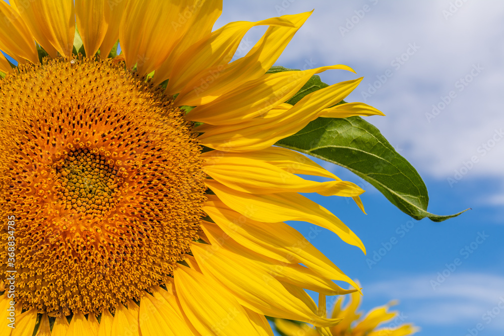 Beautiful sunflowers on the field in sunny day