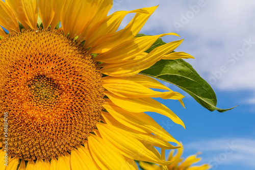Obraz na płótnie Beautiful sunflowers on the field in sunny day w salonie