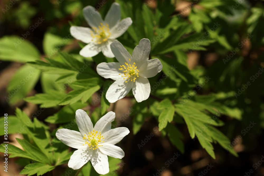 Spring in arboretum, white flowers anemone, close-up