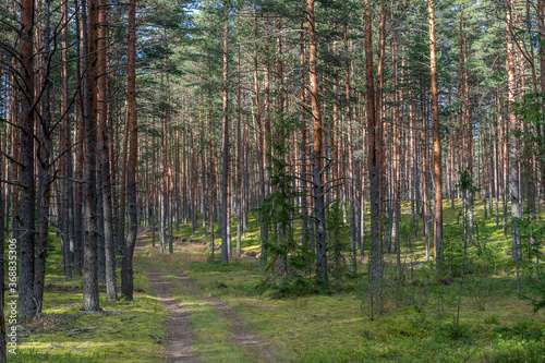 Fototapeta Naklejka Na Ścianę i Meble -  beautiful summer spruce forest during the day