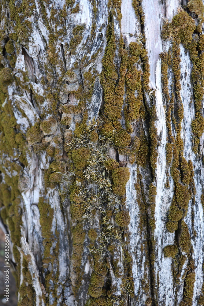 Obraz premium Écorce d'arbre