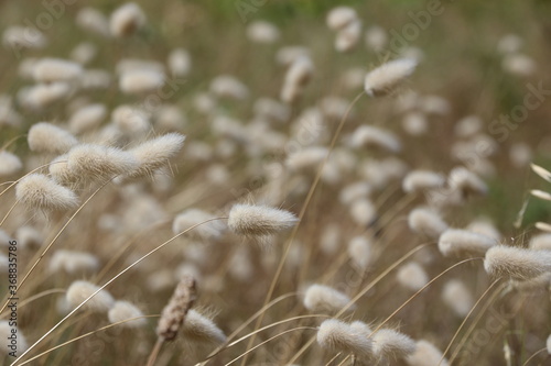 Eriophorum en fleurs offrant un paysage naturel sur l'Île de Ré