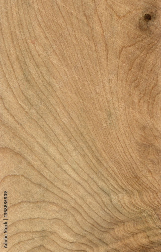 Naklejka premium juniper Wood tree pattern samples natural rural timber