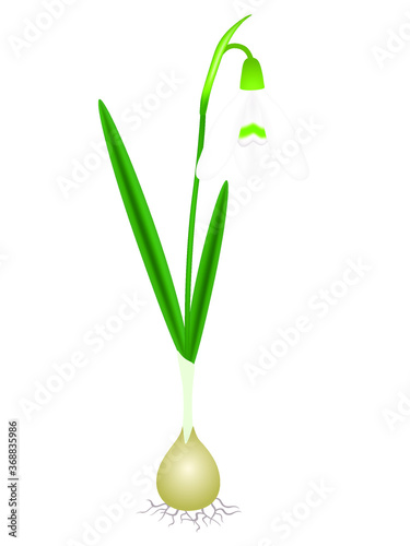 A snowdrop plant with a bulb  isolated on a white background.