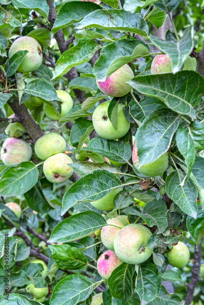 Ripe apples on the tree Ripe apples on the tree