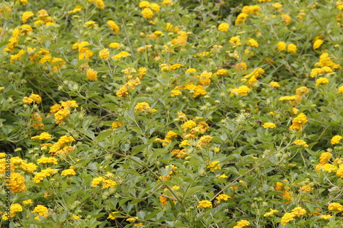 Primavera colorida com flor vermelha, amarela, rosa e branca, margarida