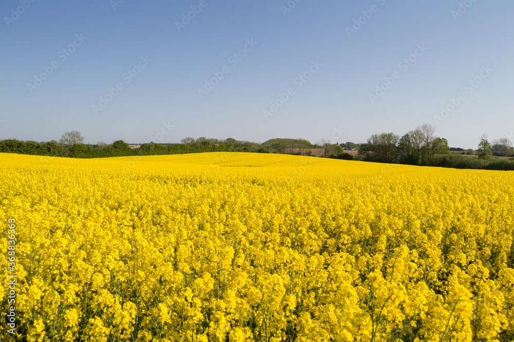 Canola Field, Agricultural Landscape Scenery in Denmark