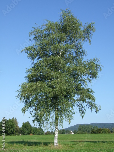 Fotografie, Obraz birch Silver tree European White summer leaves