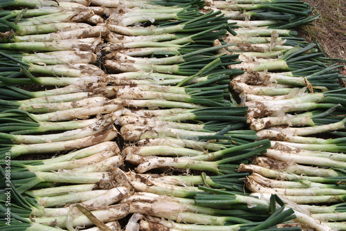 Calçotada, claçots (catalan onions) photo
