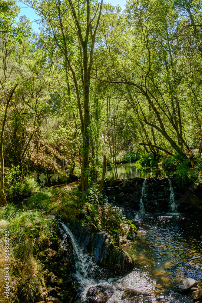 Obraz premium Lasy Mortagua