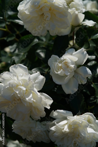 Whit Flower of Rose 'White Meidiland' in Full Bloom
