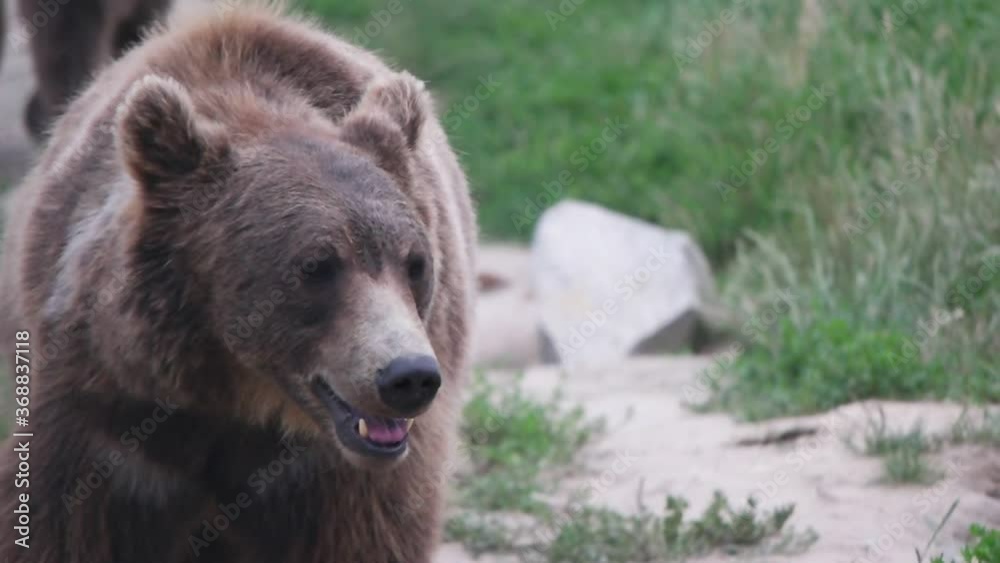 Bear, slow motion Bear, slow motion