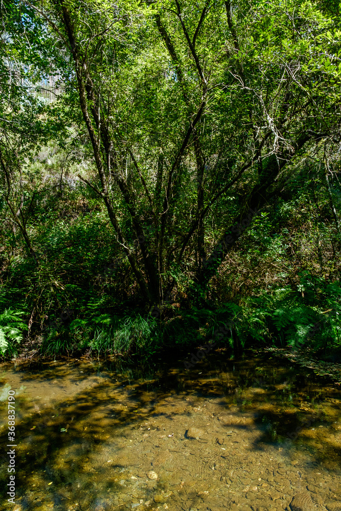 Fototapeta premium Bosques de Mortagua
