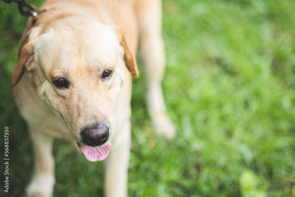 image of dog playing in the park.