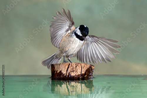PAJARO CARBONERO GARRAPINOS POSANDOSE EN TRONCO RODEADO DE AGUA Y FONDO DIFUMINADO. PERIPARUS ATER photo