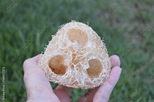 Vegetable loofah for bath and exfoliation