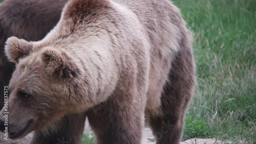 Wallpaper Mural Bear in captivity Torontodigital.ca