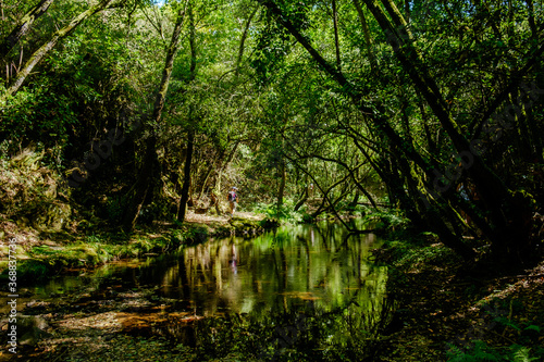 Bosques de Mortagua © Filomena