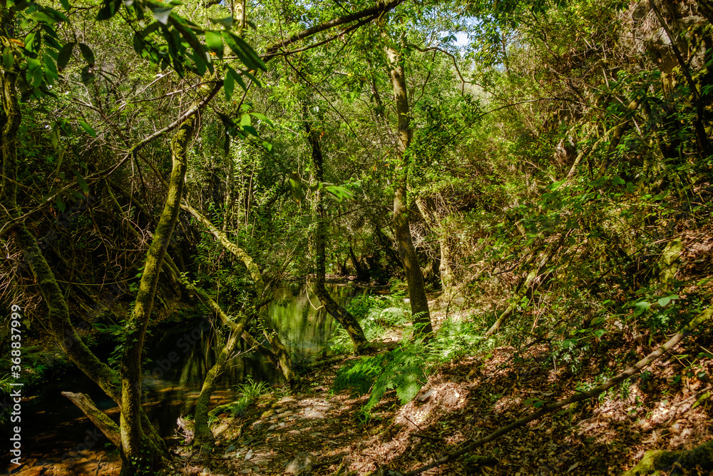 Fototapeta premium Bosques de Mortagua 