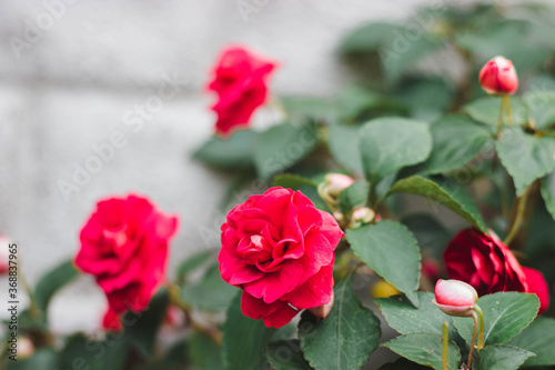 Beautiful rose flower in home flower garden © Дмітрый Ляшчэня