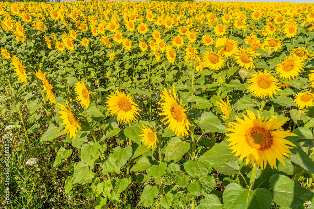 Beautiful sunflowers on the field in sunny day